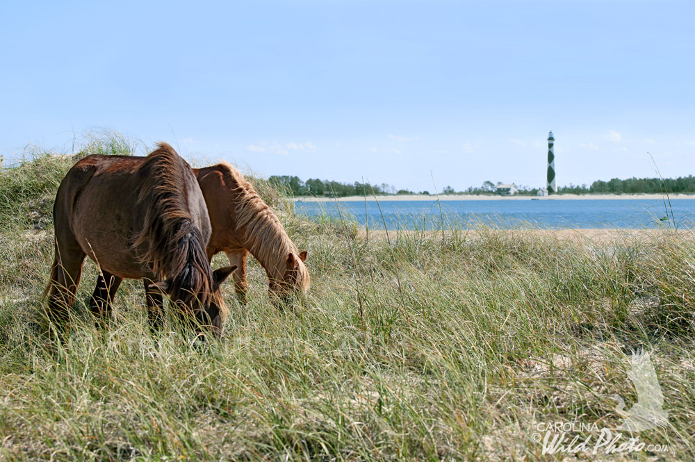 [Image: 5DmkII_ShacklefordBanks_10-26-11_0214-mod.jpg]